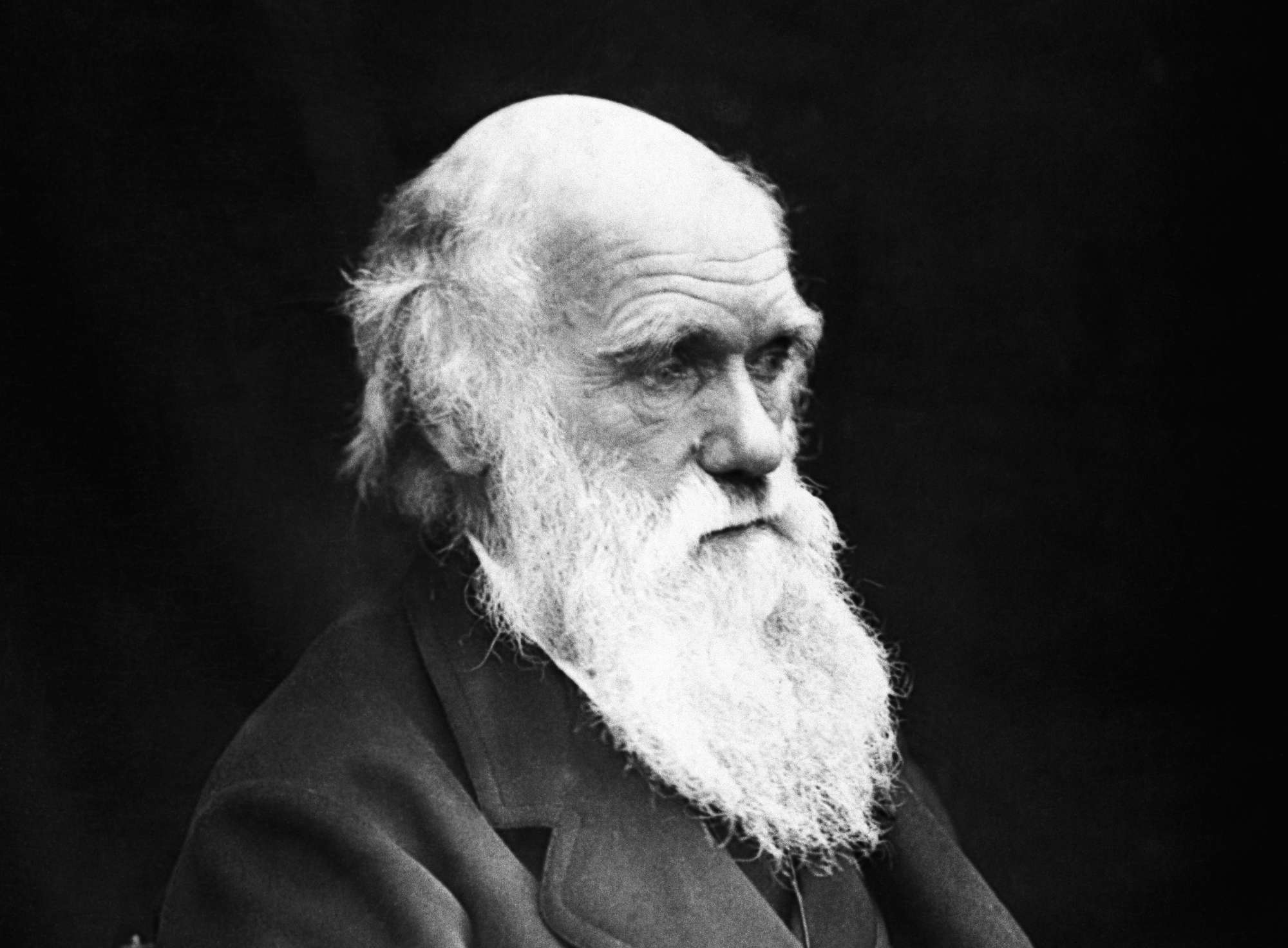 Charles Darwin mustavalkokuvassa mustalla taustalla. Puolilähikuva